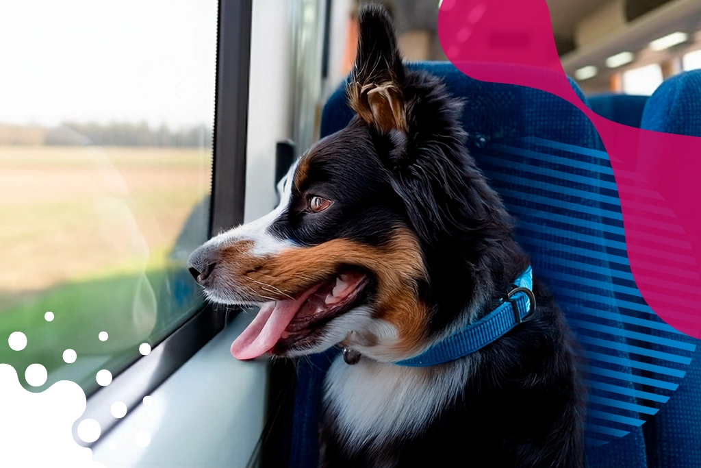 perro viendo por ventana en autobus | JAPI