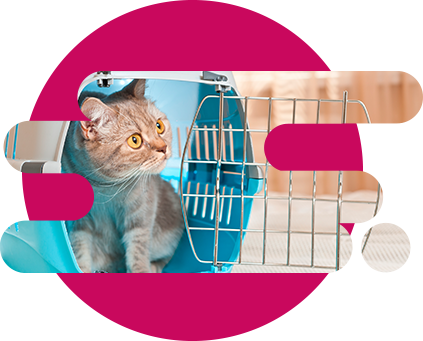 Gatito en su transportador listo para viajar