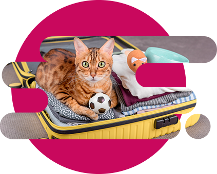 Gatito con su pelota en maleta