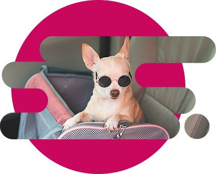 Perrito viajero con gafas a bordo