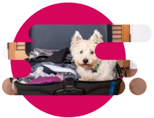 Perrito en maleta listo para viajar