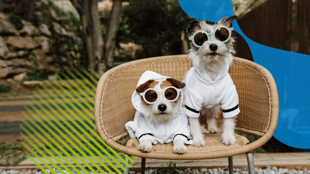 dos perros con lentes en una silla