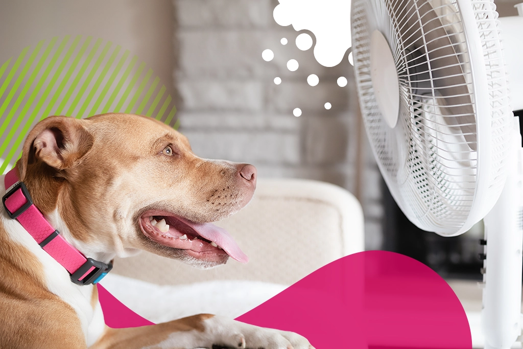 perro enfrente de ventilador