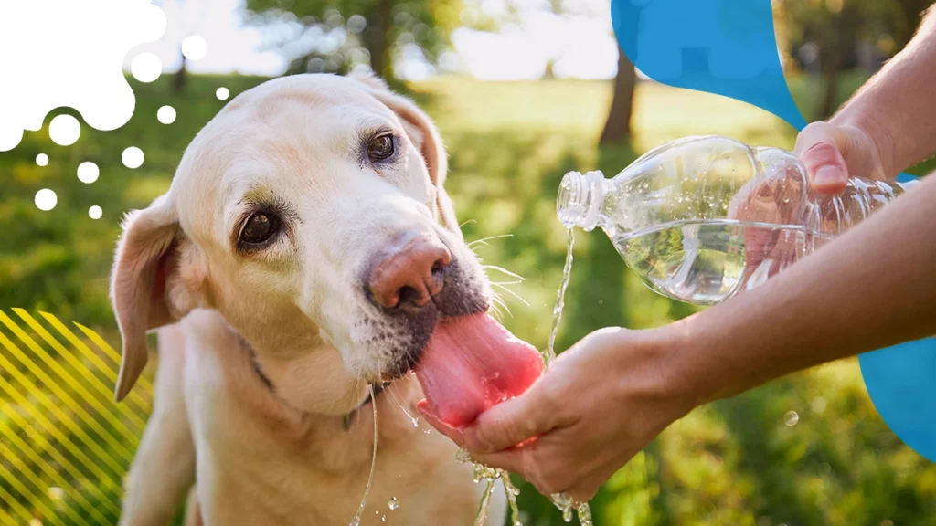 perro lamiendo una mano