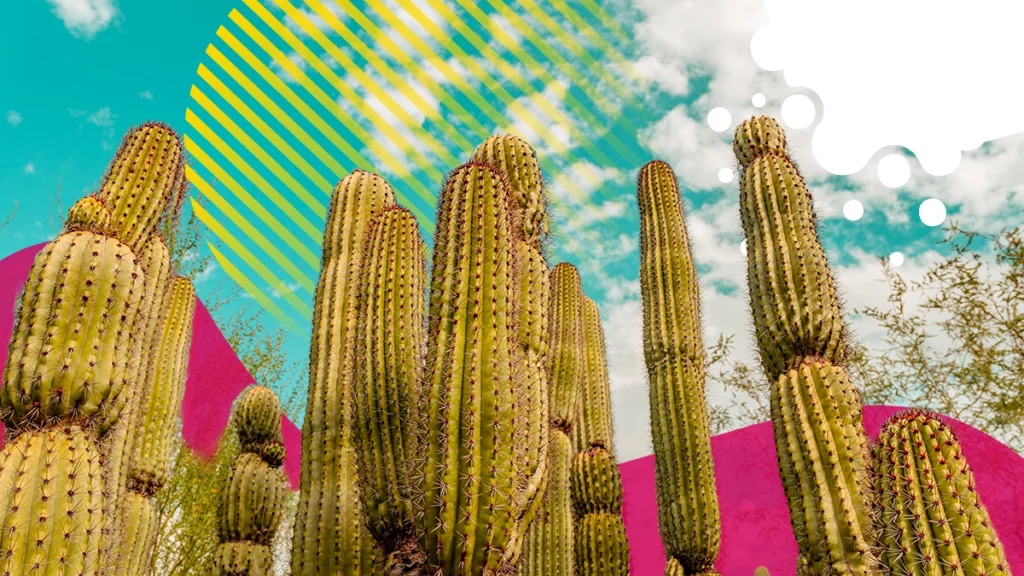 cactus vistos desde abajo